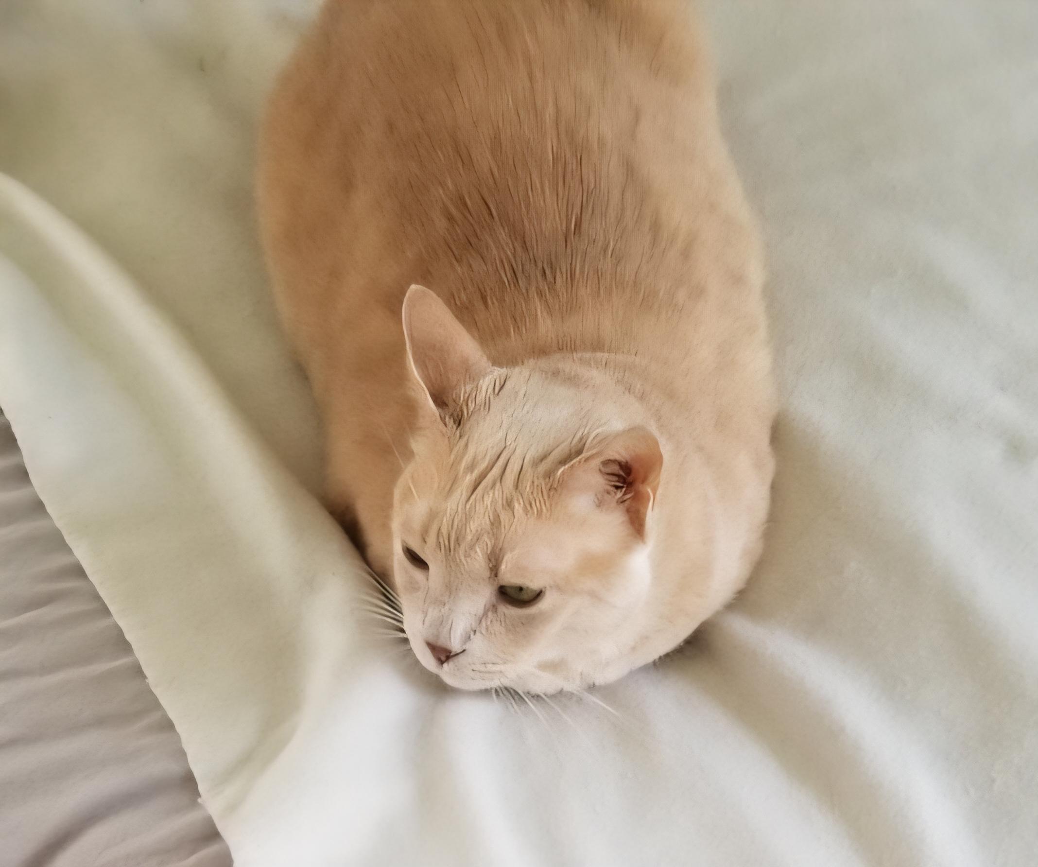 Enlarge Blondie (Courtesy Post), a Adoptable Domestic Short Hair in Talbott, TN image 3/3