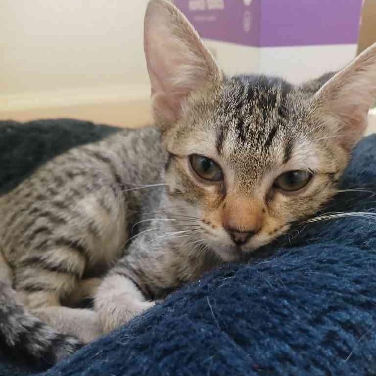 Enlarge Lilly, a Adoptable Domestic Short Hair in Vallejo, CA image 1/2