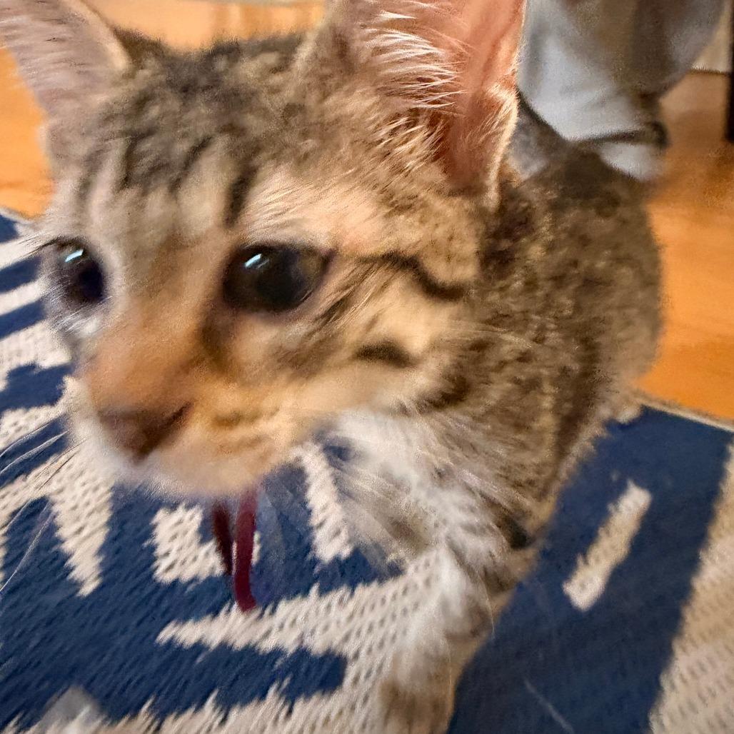 Enlarge Lilly, a Adoptable Domestic Short Hair in Vallejo, CA image 2/2