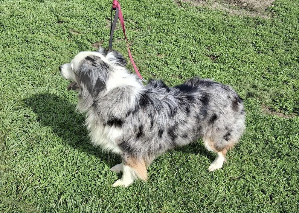 1107 Delta NKA Sadie, Adoptable, Adult Female Australian Shepherd.