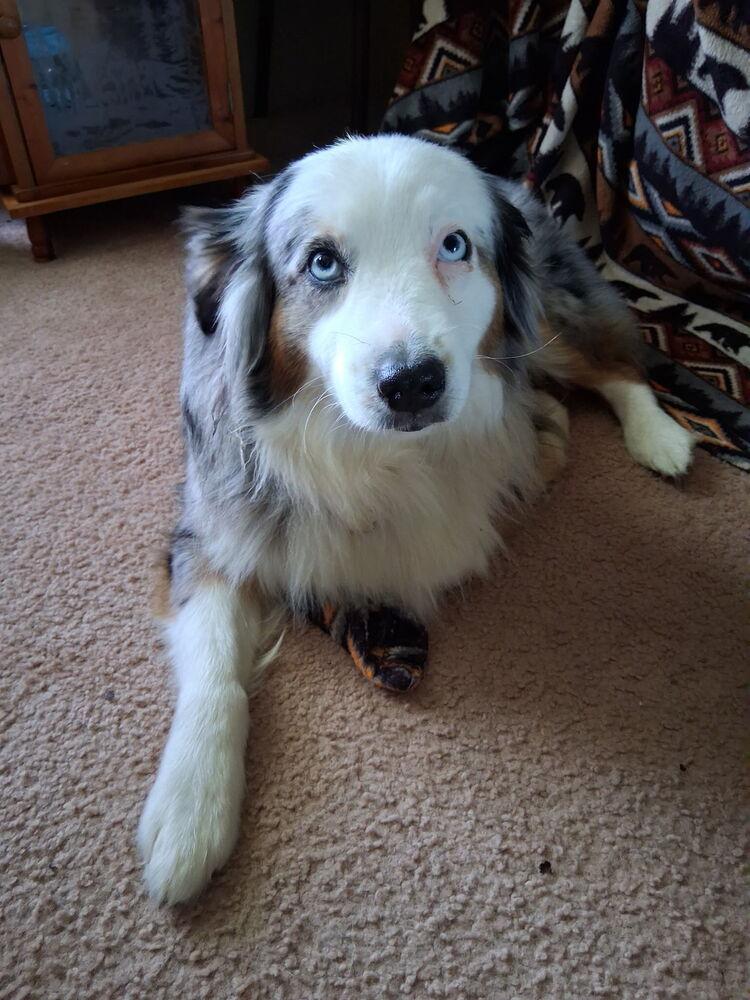 Enlarge 1107 Delta NKA Sadie, a Adoptable Australian Shepherd in Ringwood, IL image 2/5