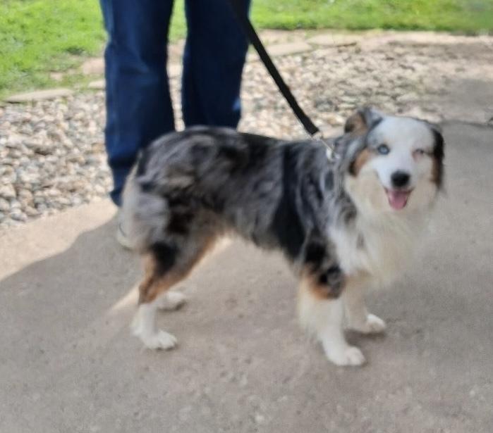 Enlarge 1107 Delta NKA Sadie, a Adoptable Australian Shepherd in Ringwood, IL image 3/5