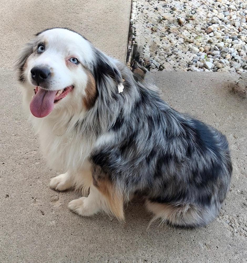 Enlarge 1107 Delta NKA Sadie, a Adoptable Australian Shepherd in Ringwood, IL image 4/5