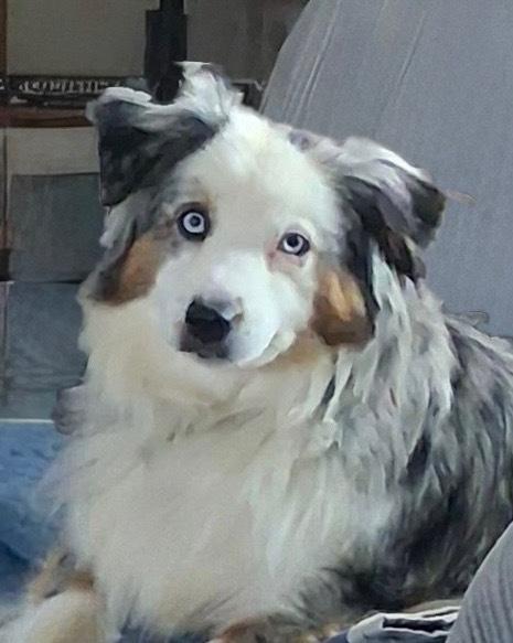 Enlarge 1107 Delta NKA Sadie, a Adoptable Australian Shepherd in Ringwood, IL image 5/5