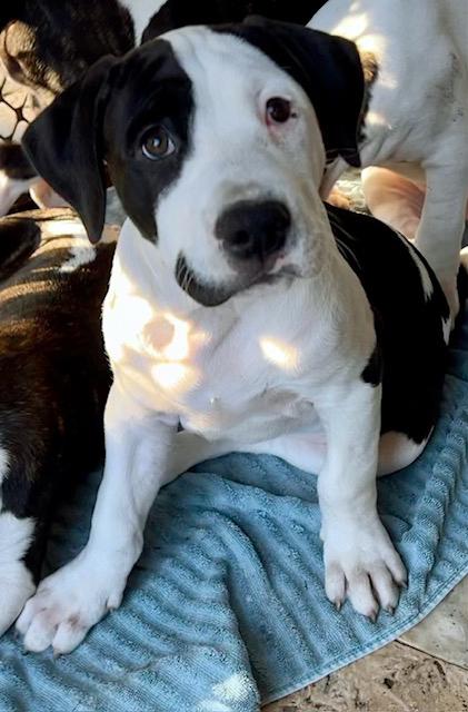 Joker, a Adoptable mixed breed in Lake Monroe, FL image 3/4