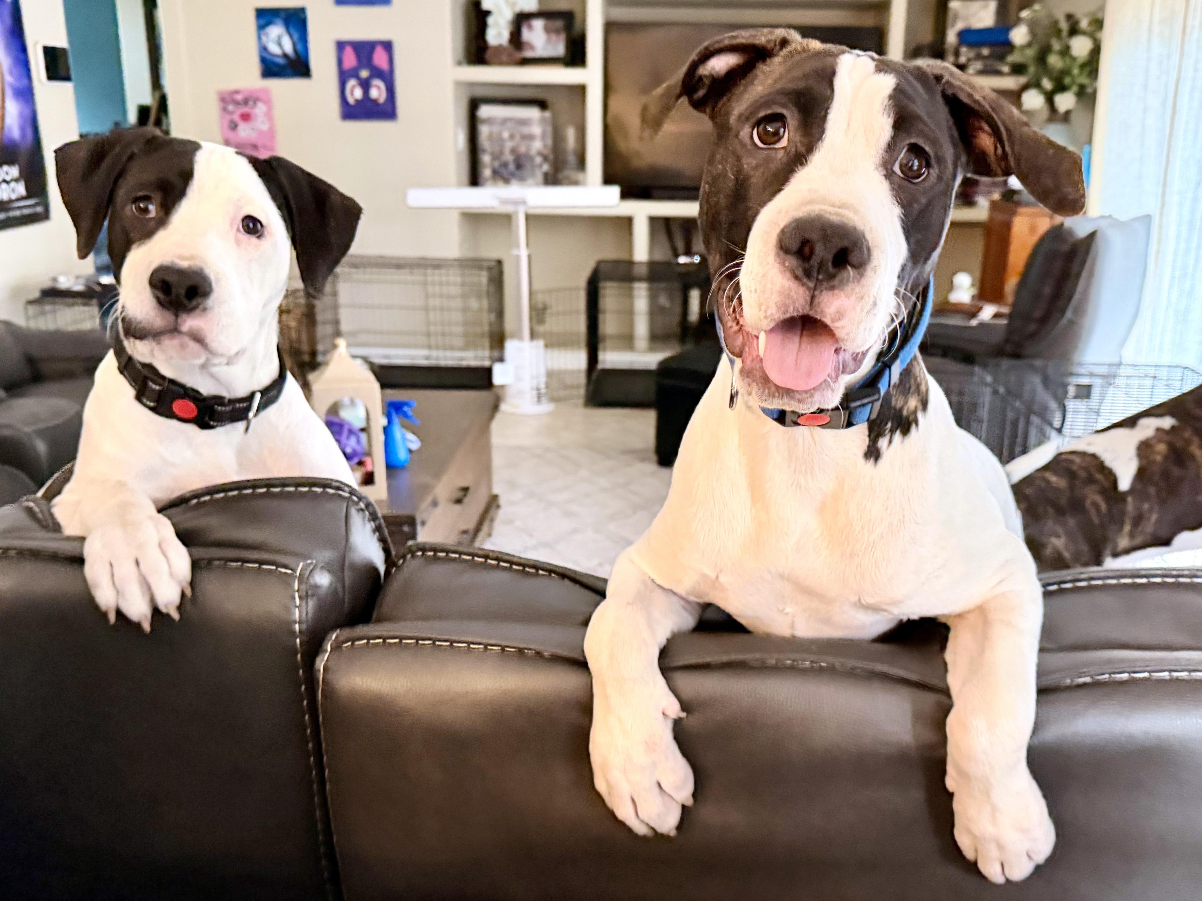 Enlarge Joker, a Adoptable mixed breed in Lake Monroe, FL image 6/6