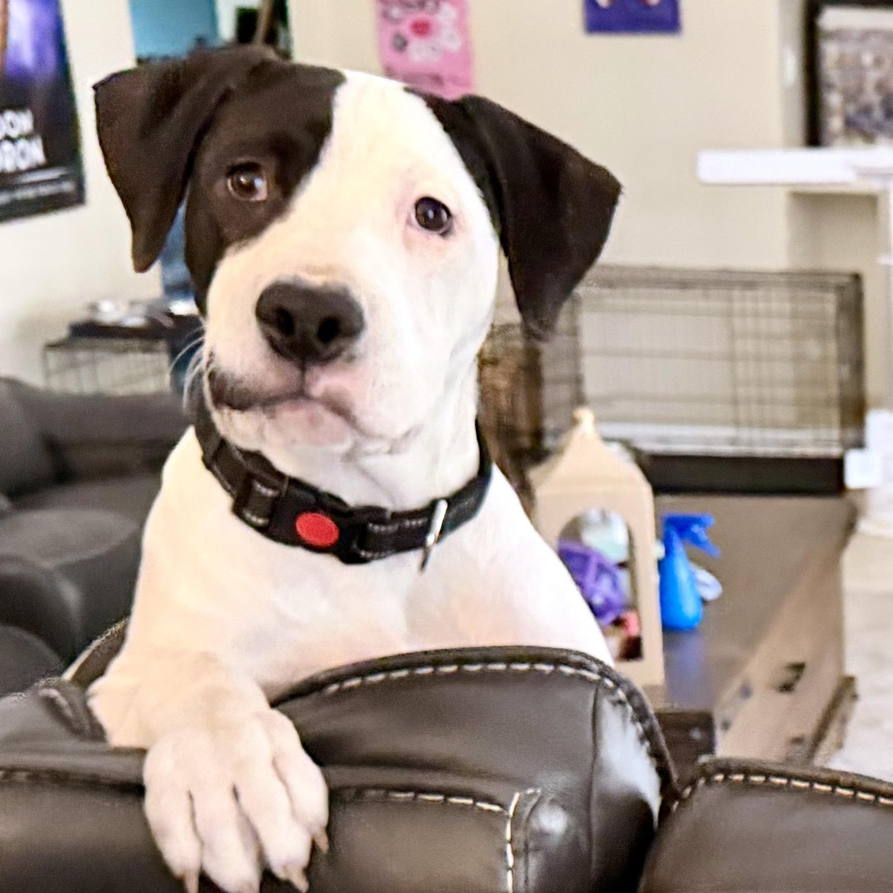 Joker, Adoptable, Puppy Male Hound.