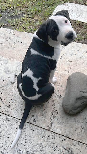 Joker, a Adoptable mixed breed in Lake Monroe, FL image 2/4