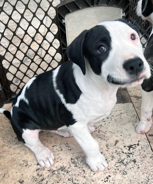 Joker, a Adoptable mixed breed in Lake Monroe, FL image 1/4