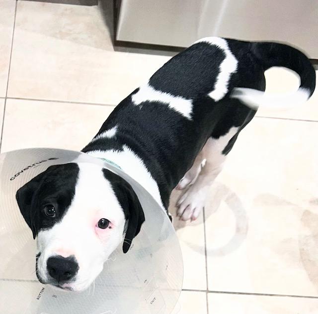 Joker, a Adoptable mixed breed in Lake Monroe, FL image 4/4