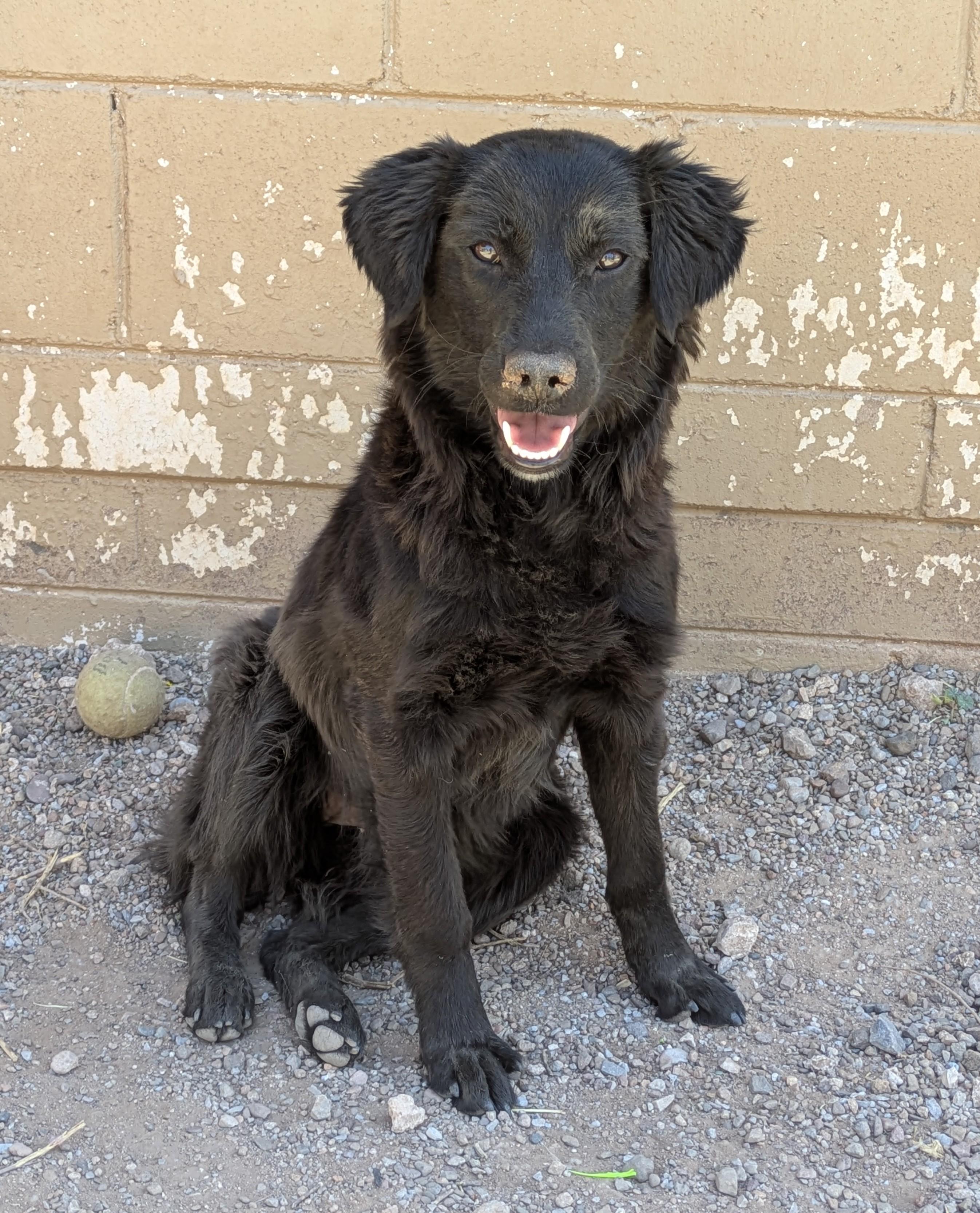 Enlarge Hope, a ADOPTABLE mixed breed in Bisbee, AZ image 1/1