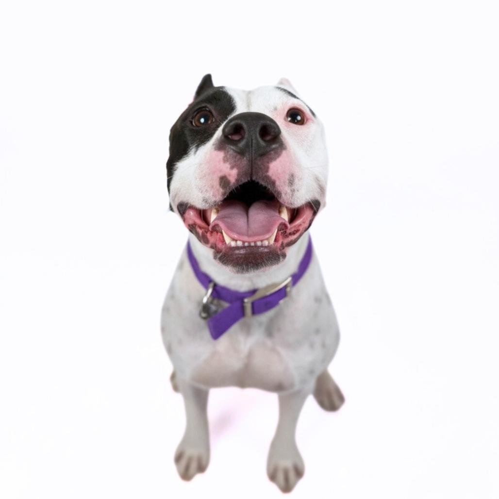 Enlarge Rumi, a Adoptable Mixed Breed in Bangall, NY image 2/5