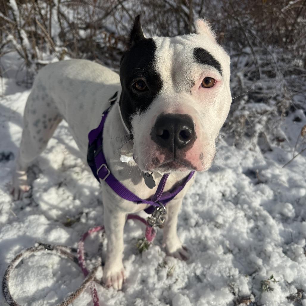Enlarge Rumi, a Adoptable Mixed Breed in Bangall, NY image 3/5