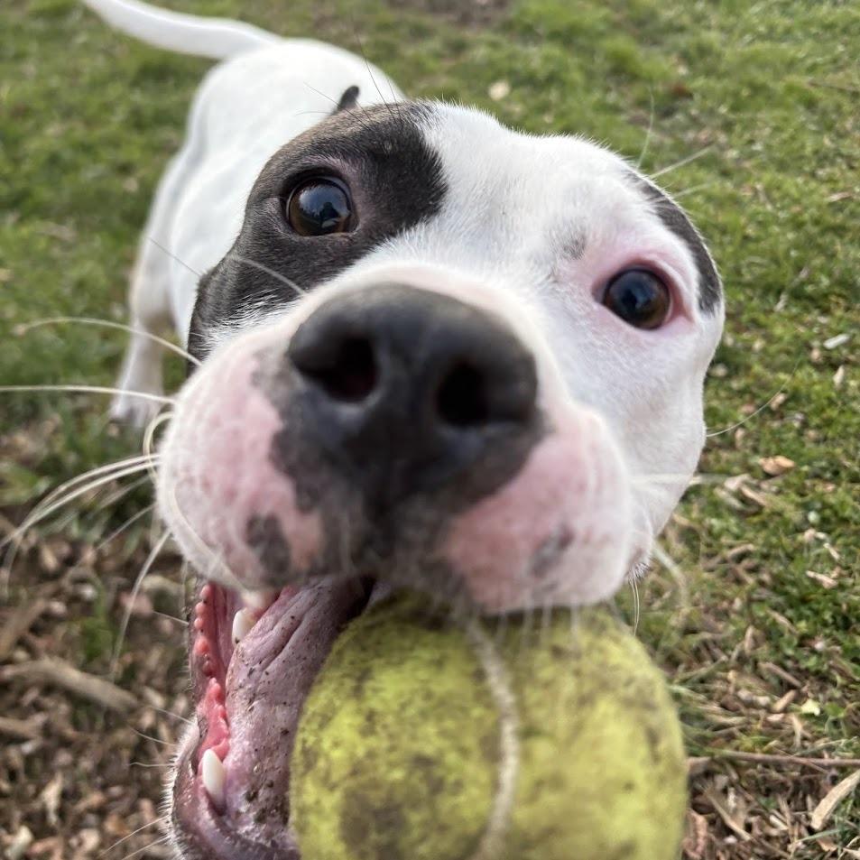 Enlarge Rumi, a Adoptable Mixed Breed in Bangall, NY image 4/5