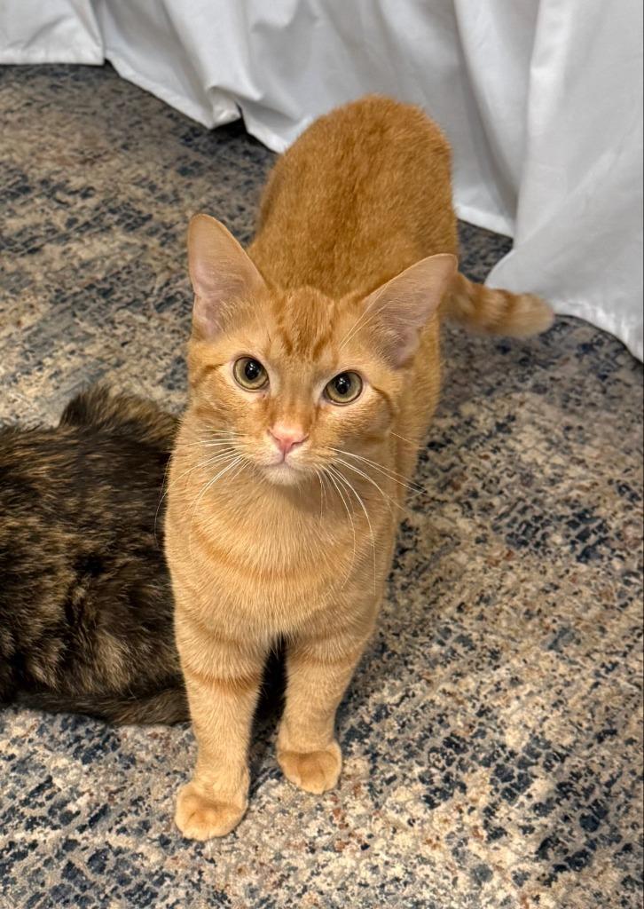 Enlarge Orange, a Adoptable mixed breed in El Cajon, CA image 1/1