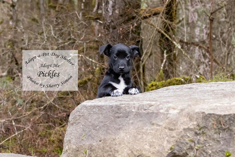 Enlarge PICKLES, a Adoptable mixed breed in Shelton, WA image 6/6