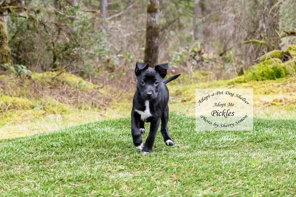 Enlarge PICKLES, a Adoptable mixed breed in Shelton, WA image 1/6