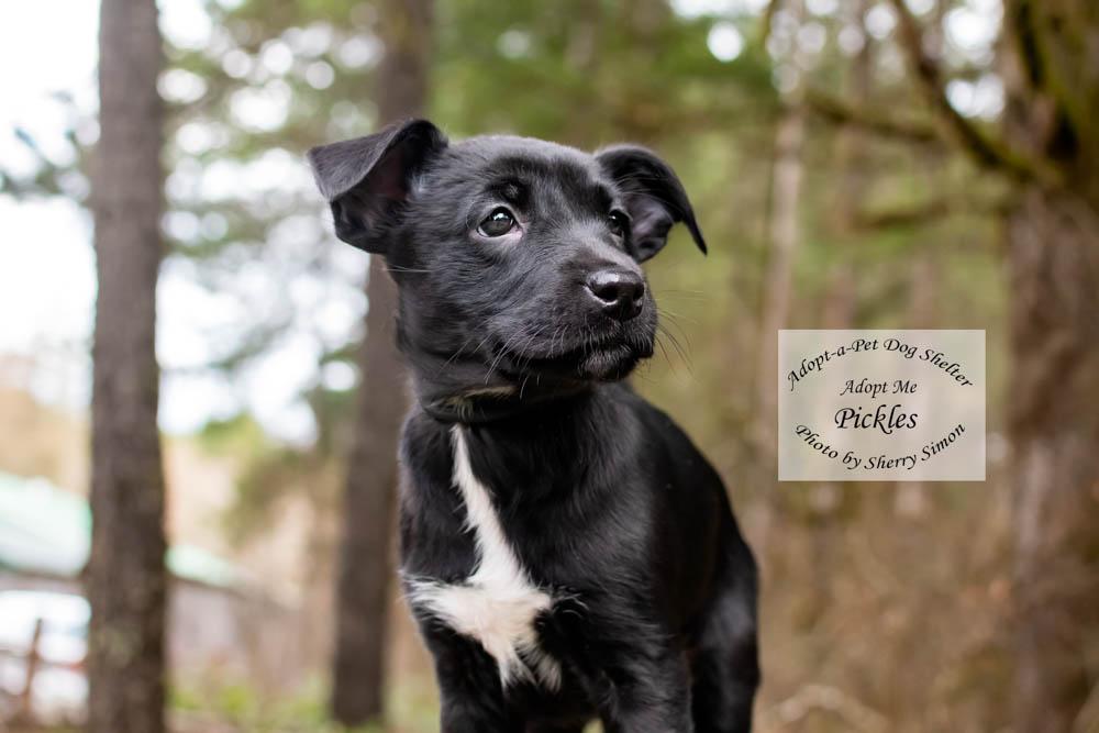 Enlarge PICKLES, a Adoptable mixed breed in Shelton, WA image 2/6