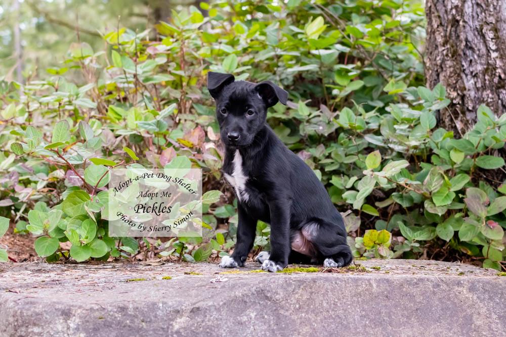 Enlarge PICKLES, a Adoptable mixed breed in Shelton, WA image 4/6