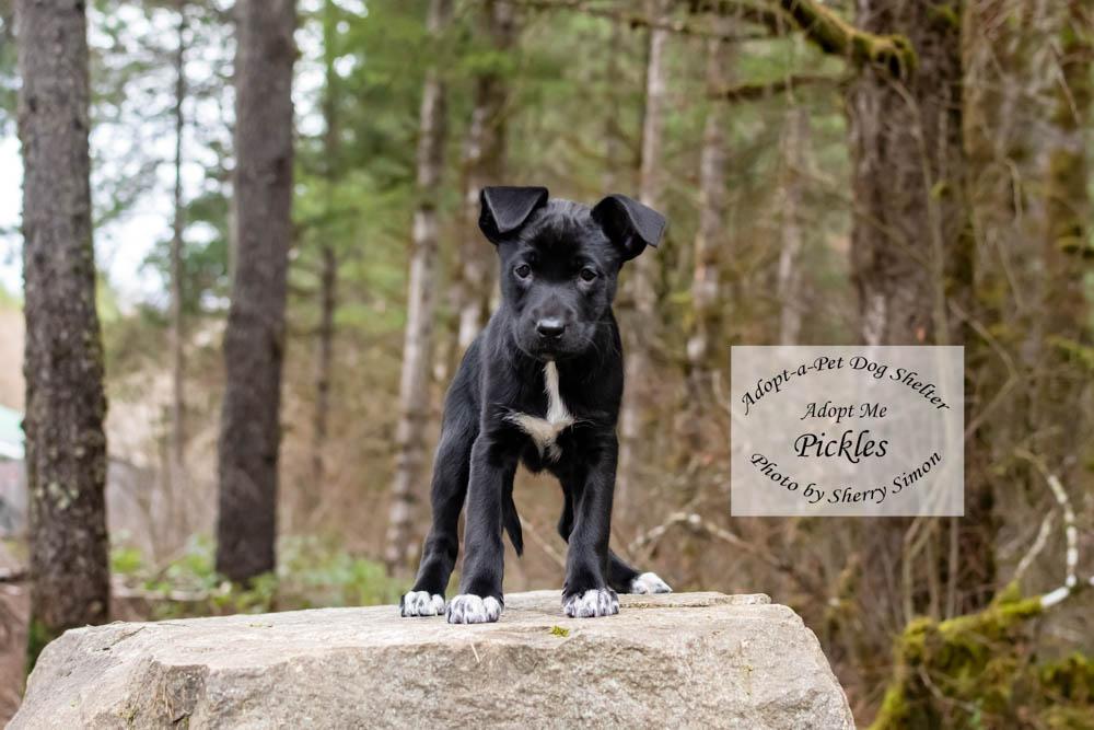 Enlarge PICKLES, a Adoptable mixed breed in Shelton, WA image 5/6