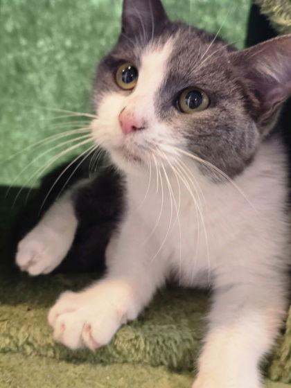 Sakura, Adoptable, Adult Female Domestic Short Hair.