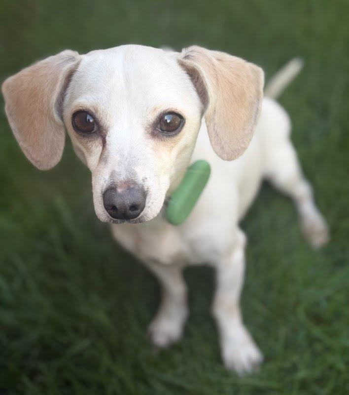 Meekah, adoptable, Young Female Chihuahua.