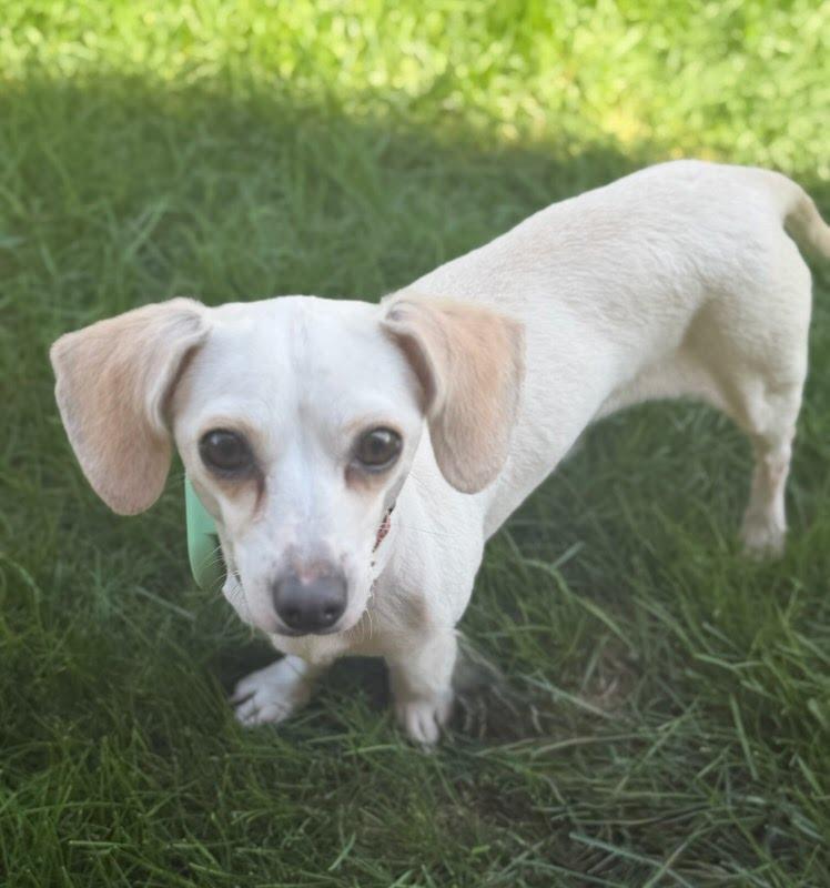 Enlarge Meekah, an adoptable mixed breed in Itasca, IL image 2/3