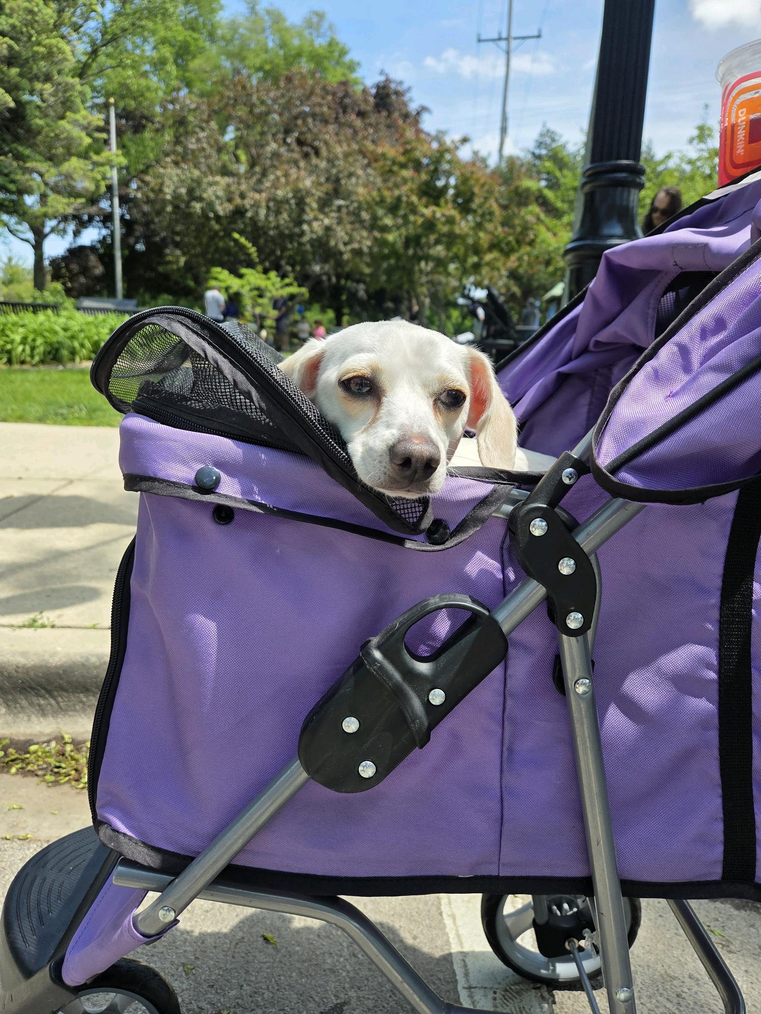 Meekah, an adoptable mixed breed in Itasca, IL image 2/5
