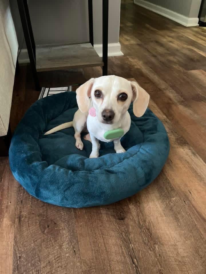 Meekah, an adoptable mixed breed in Itasca, IL image 3/5
