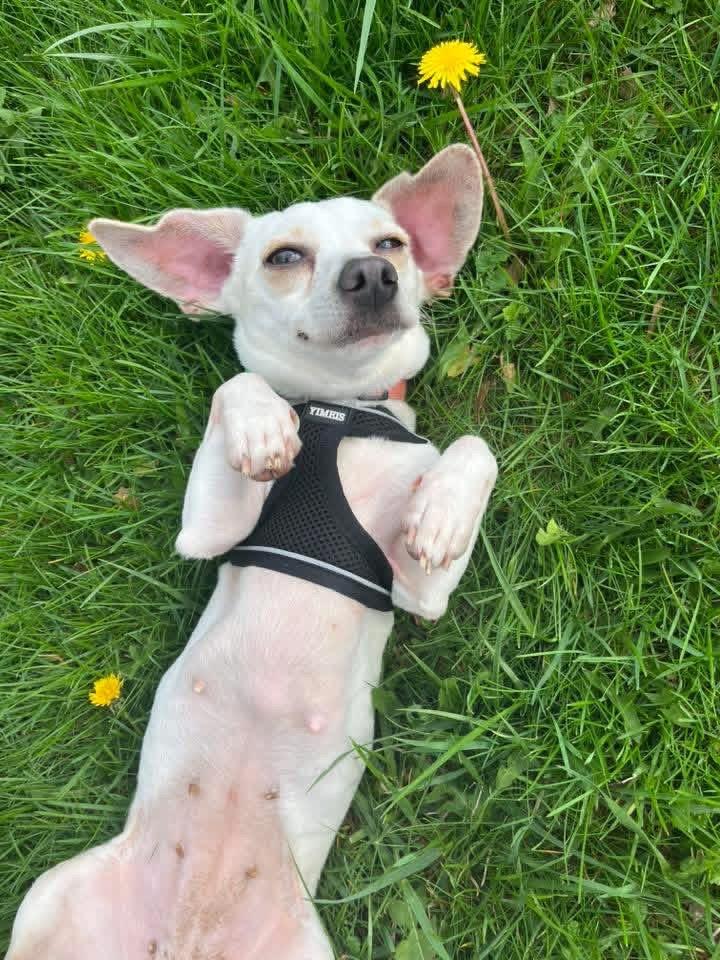 Meekah, adoptable, Young Female Chihuahua & Dachshund.