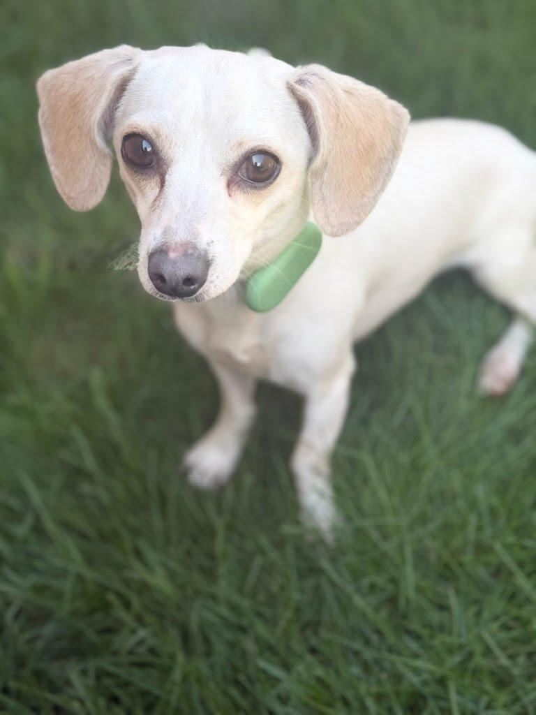 Enlarge Meekah, an adoptable mixed breed in Itasca, IL image 3/3