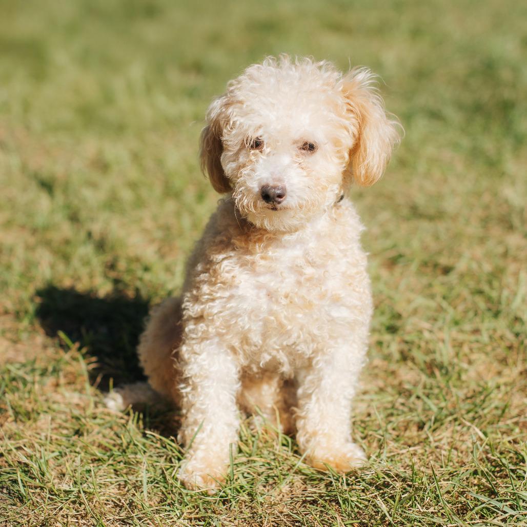 Apricot Ringo, Adoptable, Adult Male Poodle.