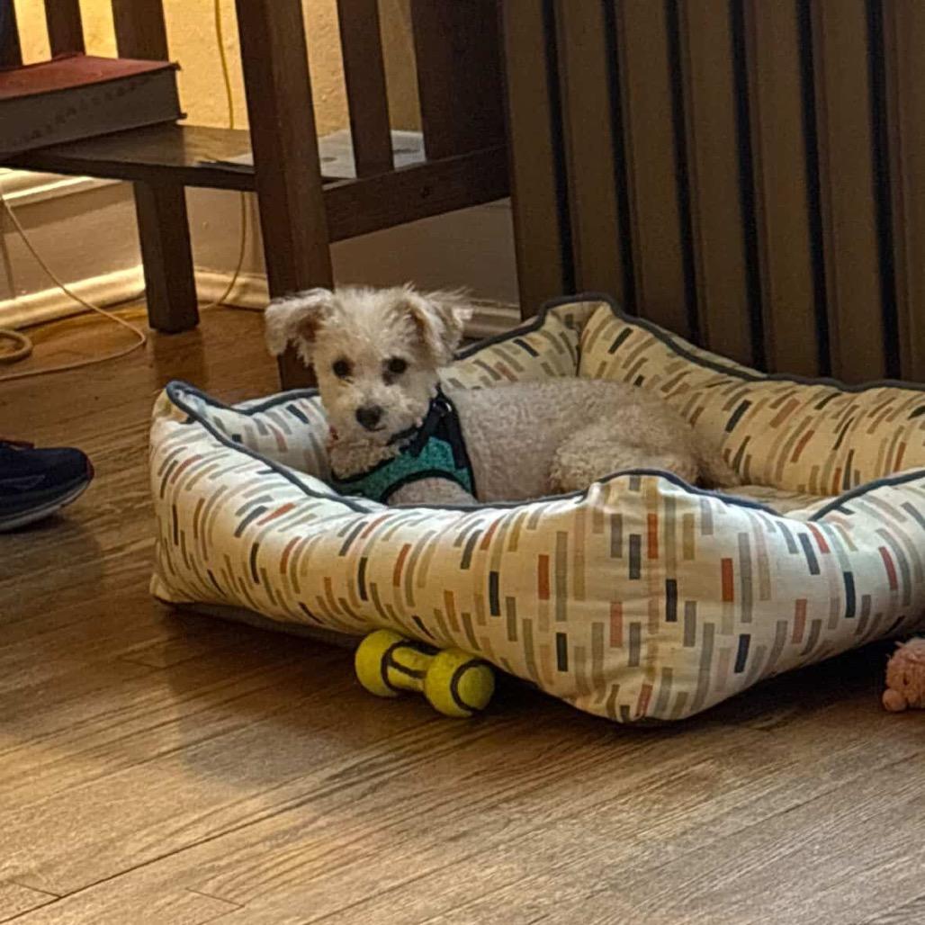 Enlarge Apricot Ringo, a Adoptable Poodle in Northbrook, IL image 2/4