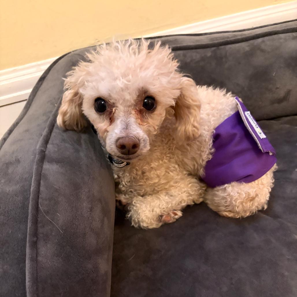 Apricot Ringo, a Adoptable Miniature Poodle in Northbrook, IL image 3/6