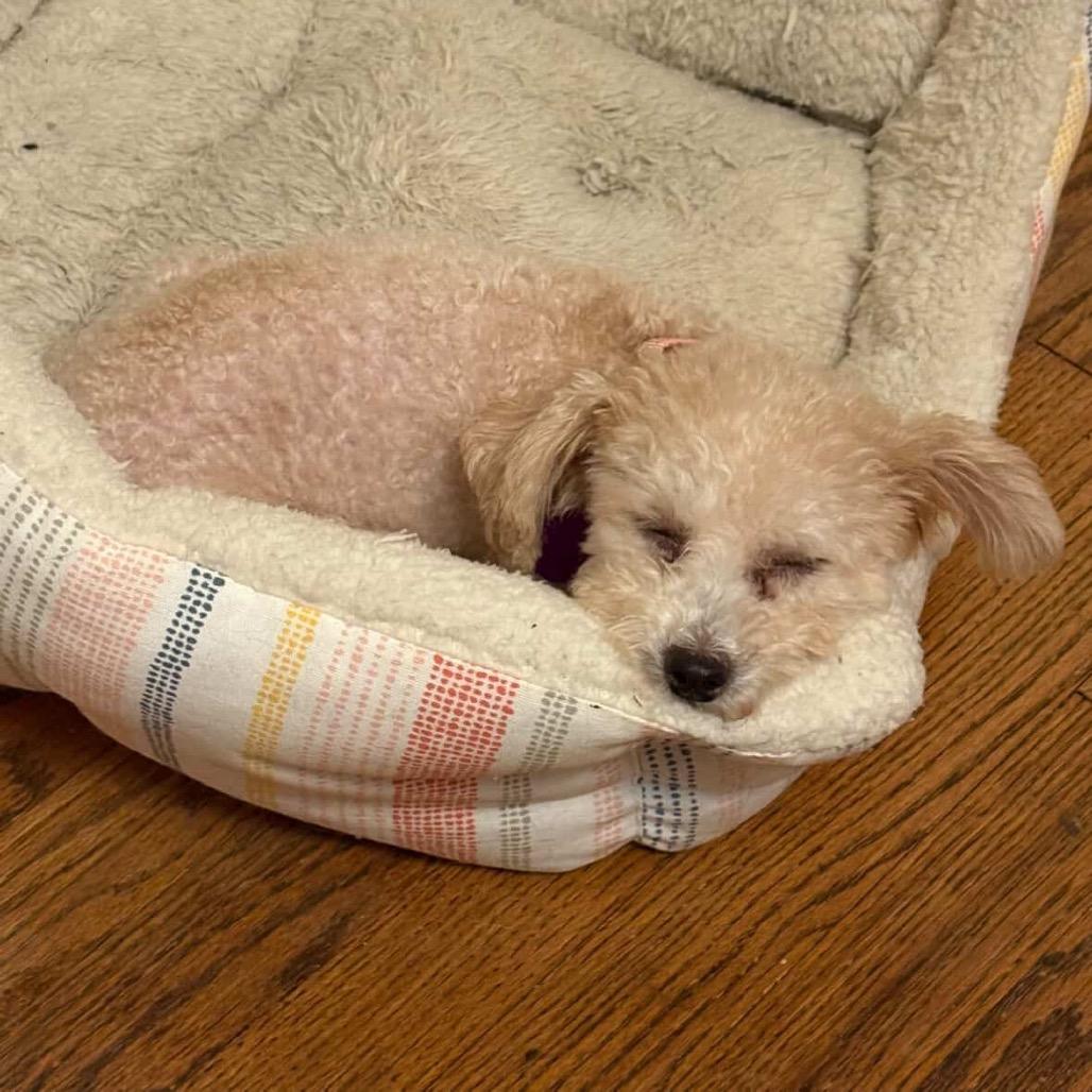 Enlarge Apricot Ringo, a Adoptable Poodle in Northbrook, IL image 3/4