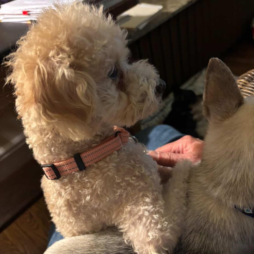Enlarge Apricot Ringo, a Adoptable Poodle in Northbrook, IL image 4/4