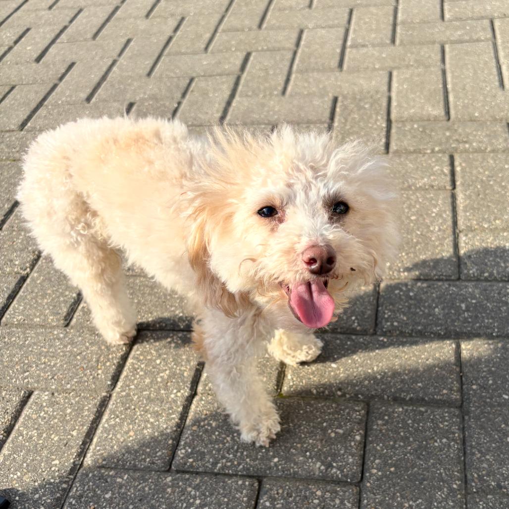 Apricot Ringo, a Adoptable Miniature Poodle in Northbrook, IL image 6/6