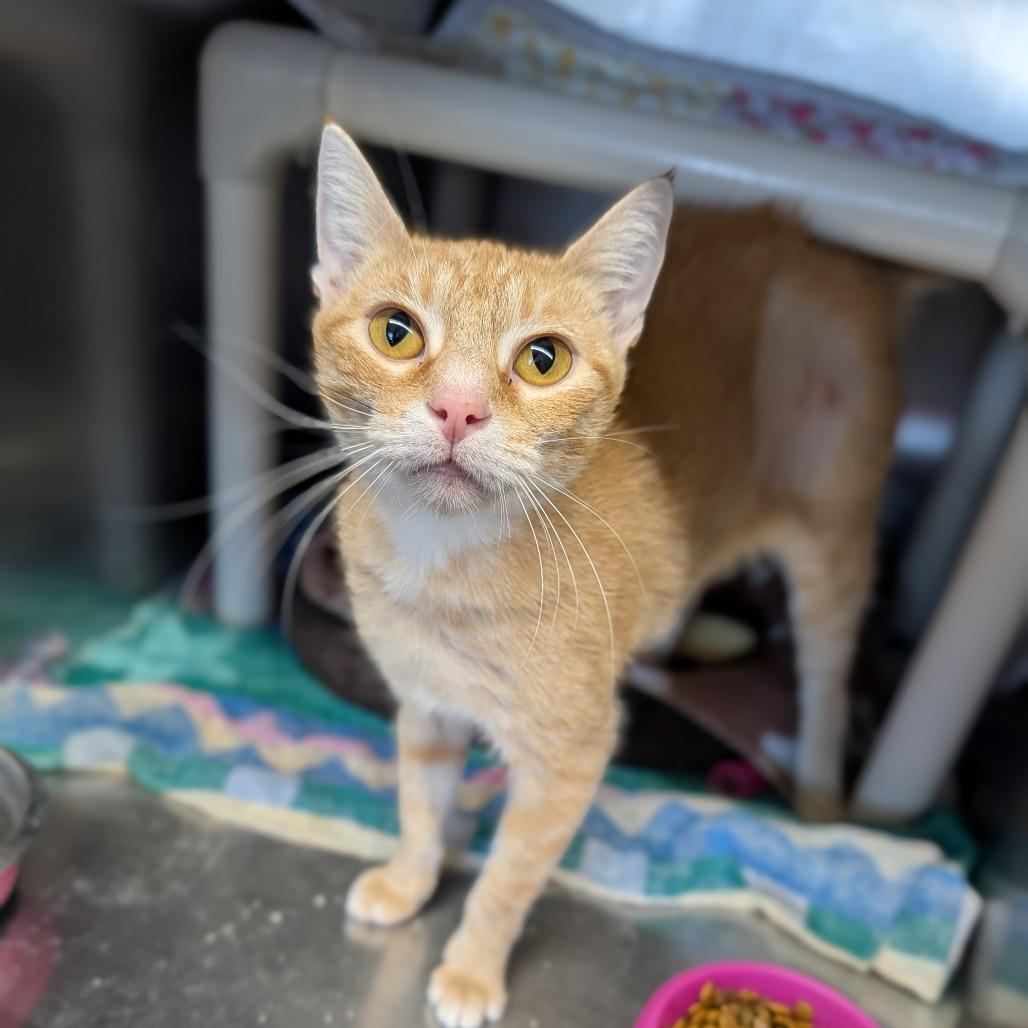 Enlarge Little Bee, a Adoptable Domestic Short Hair in Cape Girardeau, MO image 1/3
