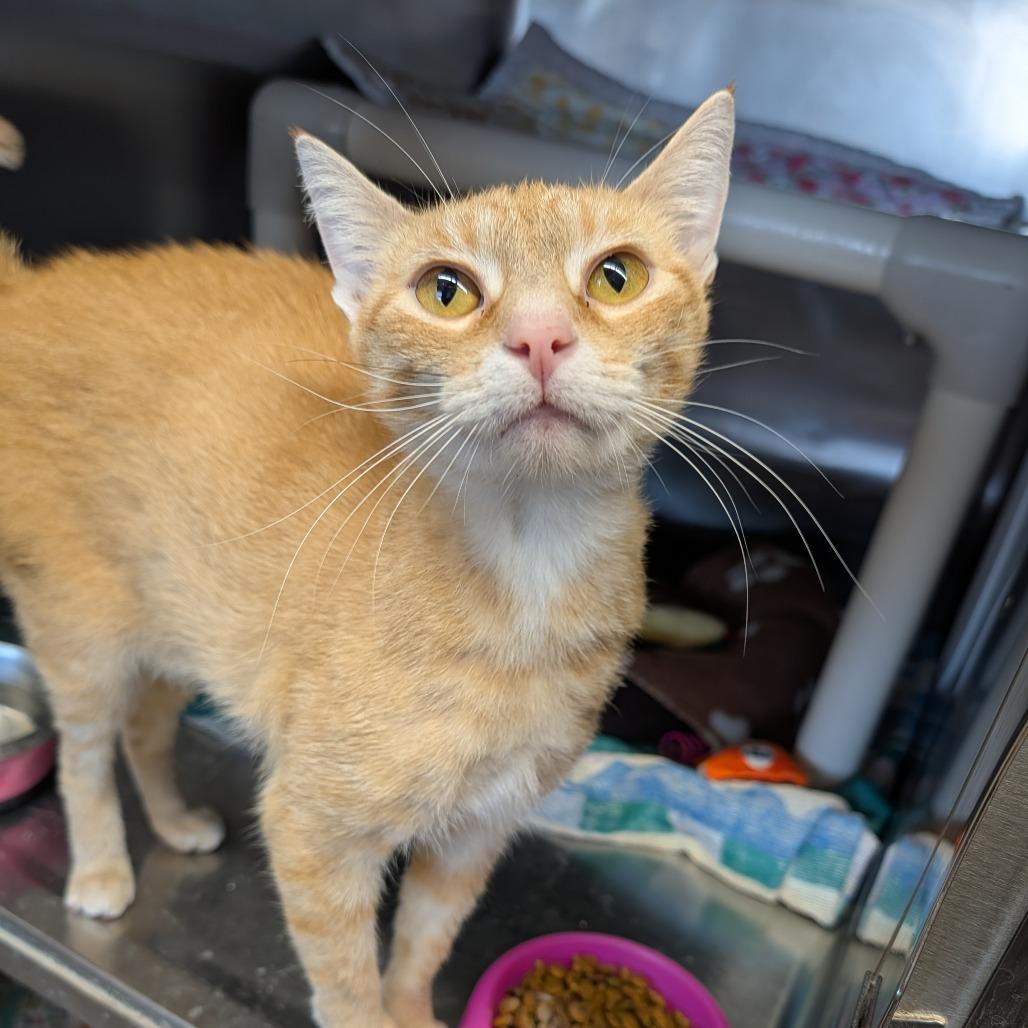 Enlarge Little Bee, a Adoptable Domestic Short Hair in Cape Girardeau, MO image 2/3