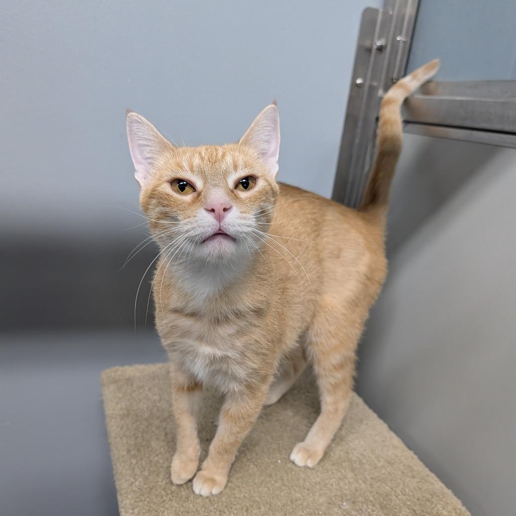 Enlarge Little Bee, a Adoptable Domestic Short Hair in Cape Girardeau, MO image 3/3