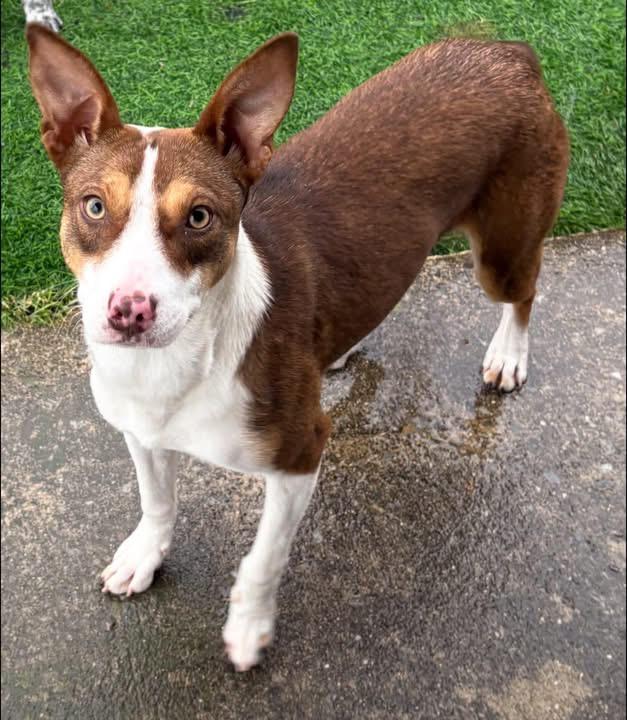 Hottie, ADOPTABLE, Young Female Australian Kelpie.