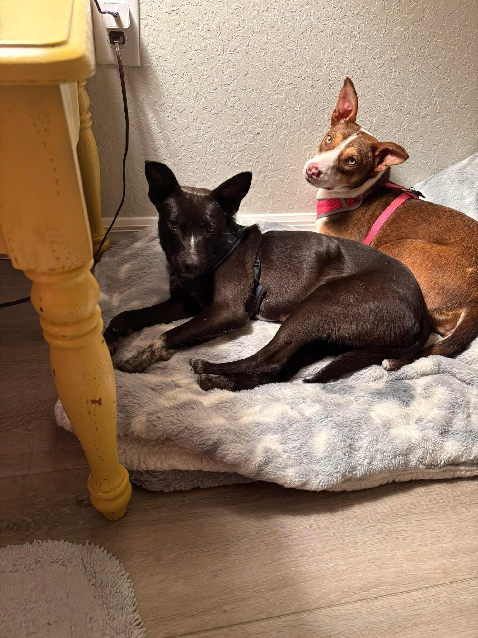 Hottie, a ADOPTABLE mixed breed in Inverness, FL image 4/5