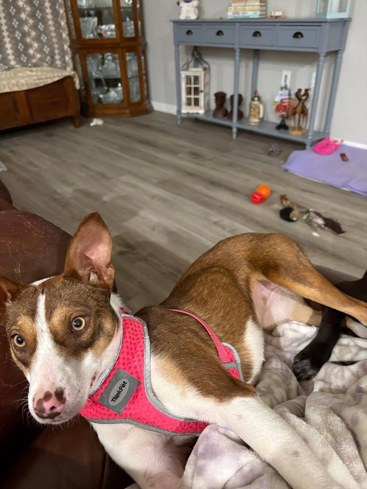 Hottie, a ADOPTABLE mixed breed in Inverness, FL image 5/5