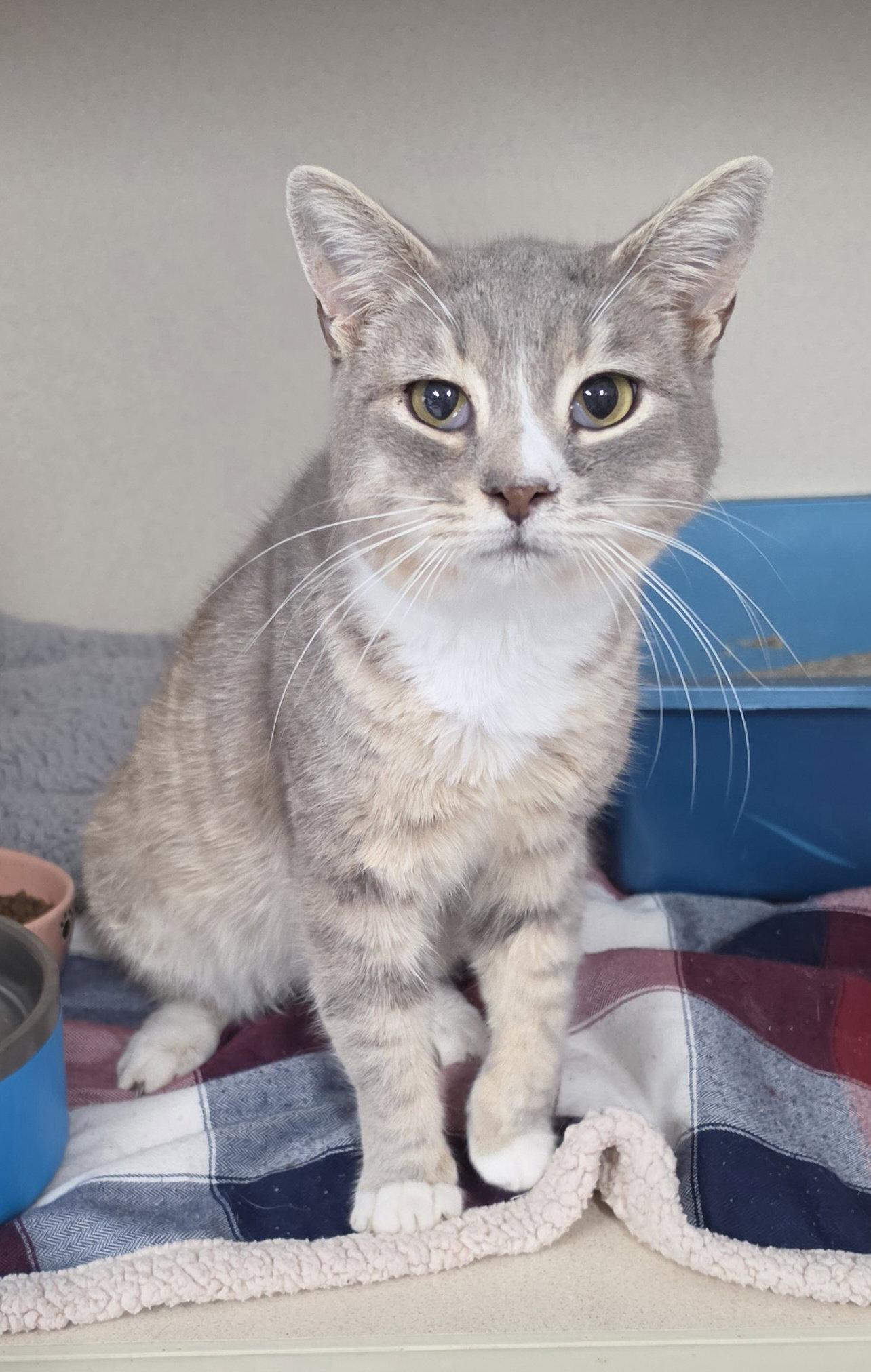 Bartie, Adoptable, Young Male Domestic Short Hair.
