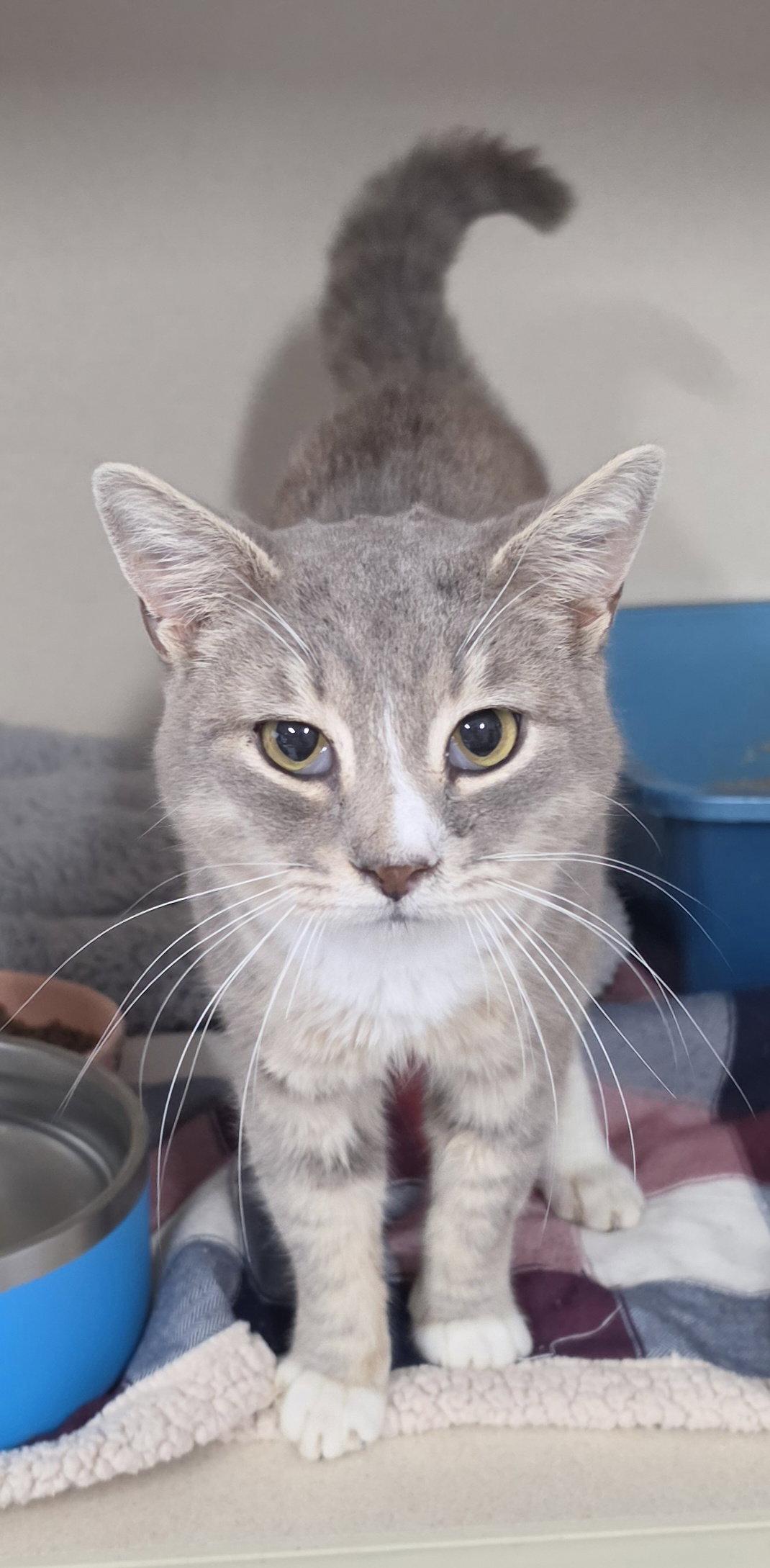 Bartie, a Adoptable Domestic Short Hair in Hollywood, MD image 2/2