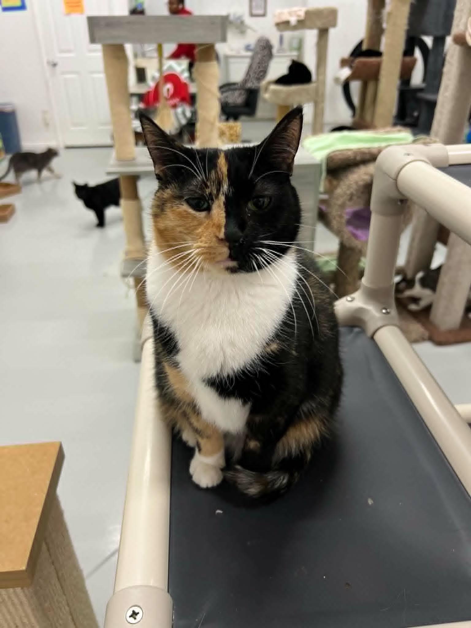 Gemini, adopted, Young Female Calico.