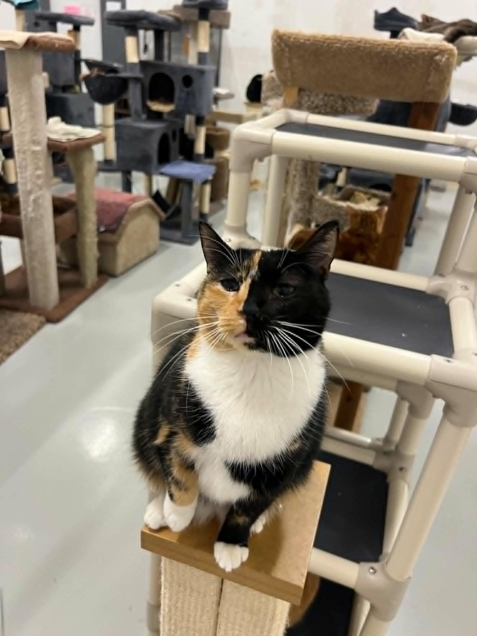 Enlarge Gemini, an adopted Calico in West Palm Beach, FL image 3/4