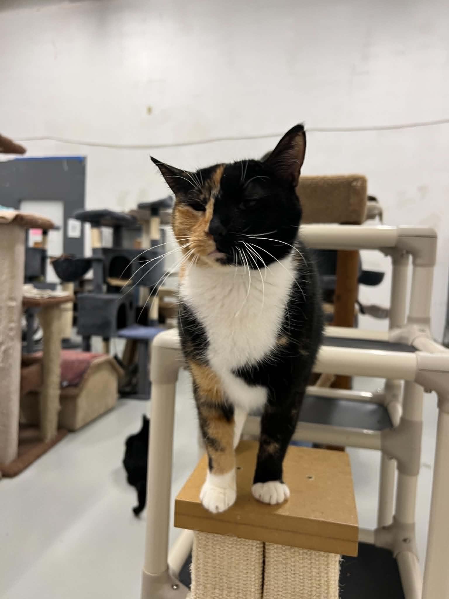 Enlarge Gemini, an adopted Calico in West Palm Beach, FL image 2/4