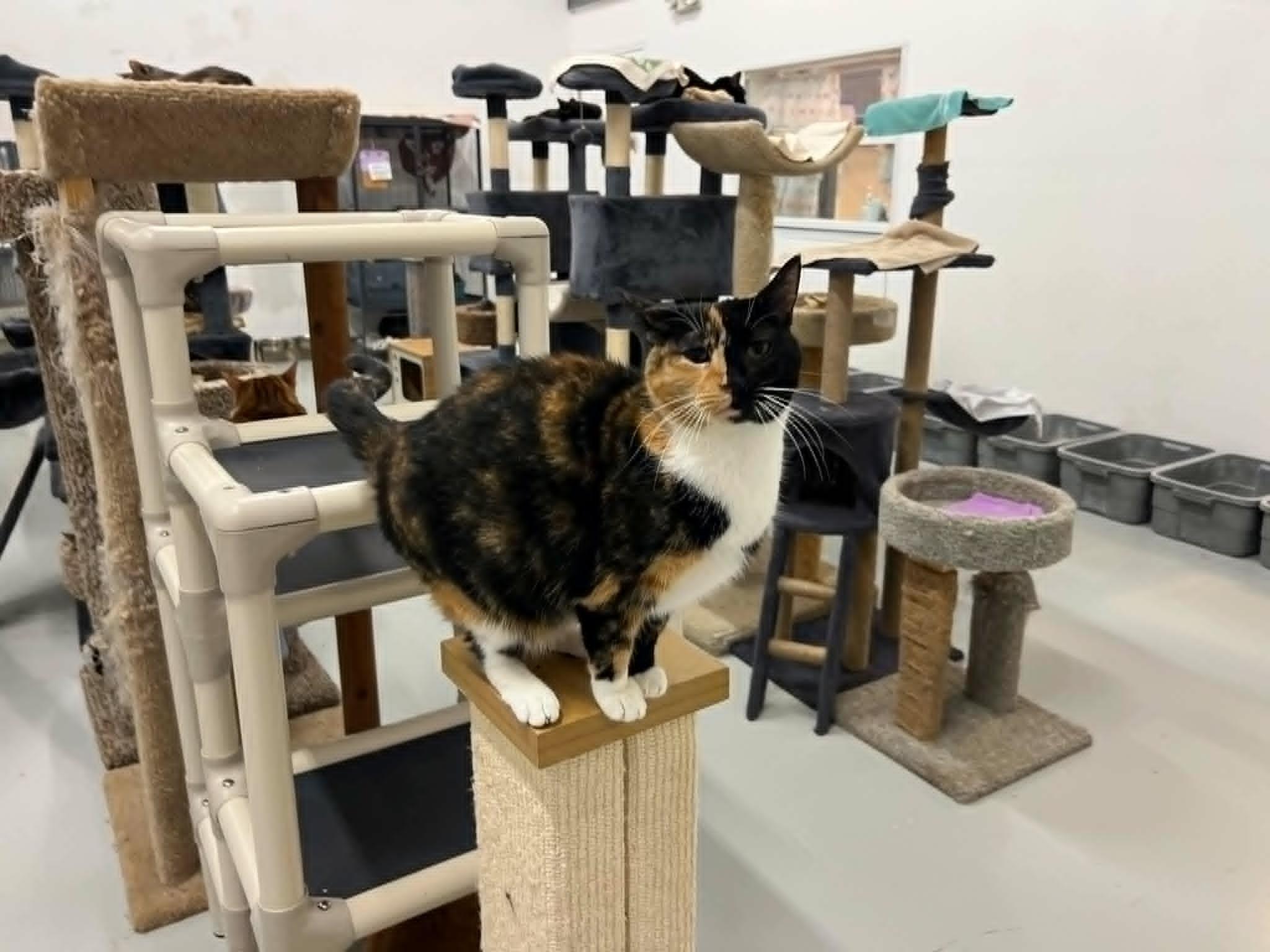 Enlarge Gemini, an adopted Calico in West Palm Beach, FL image 4/4