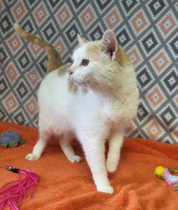 Enlarge Bribon, a ADOPTABLE Domestic Short Hair in Bucyrus, OH image 3/3